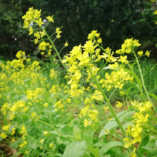 Top 45 Những Hình Ảnh Đẹp Về Cánh Đồng Hoa Cải Óng Ánh Vàng