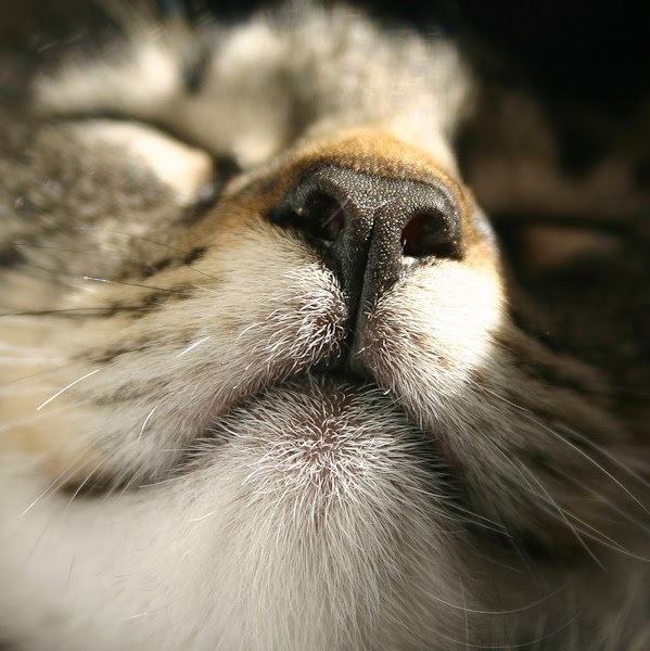 Why do cats have wet noses?