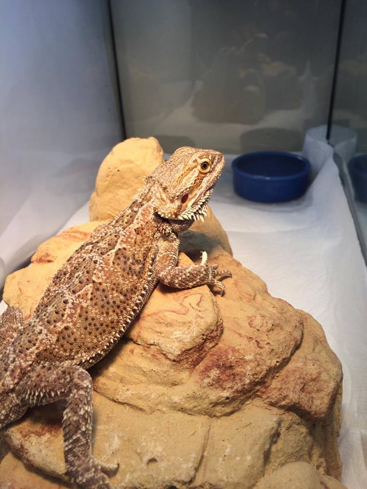 bearded-dragon-rescue-az-4.jpg