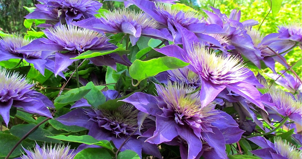 HOW TO TAKE CUTTINGS FROM CLEMATIS The Garden of Eaden