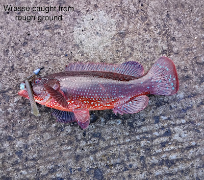 Ballan Wrasse