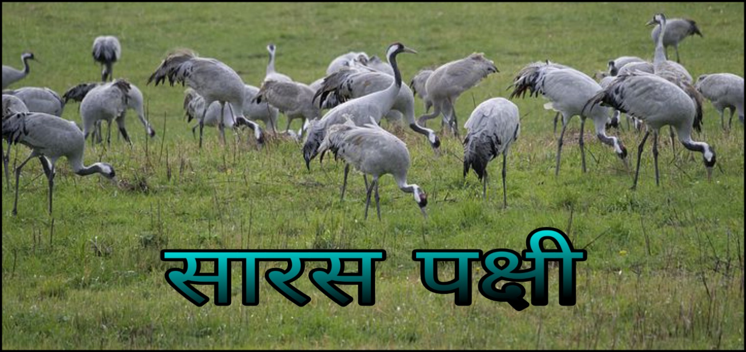 सारस पक्षी Crane Bird Information In Hindi Hindi7facts
