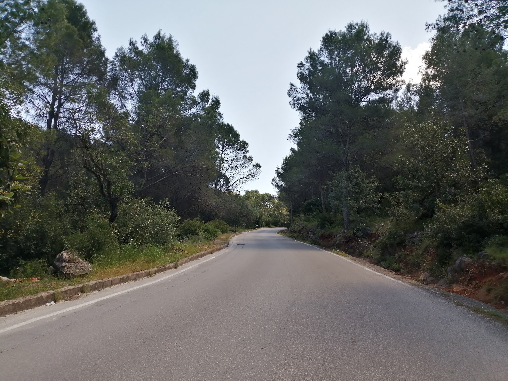 Trees at the start of the climb of la Llacuna, Valencia, Spain Trees at the start of the climb of la Llacuna, Valencia, Spain