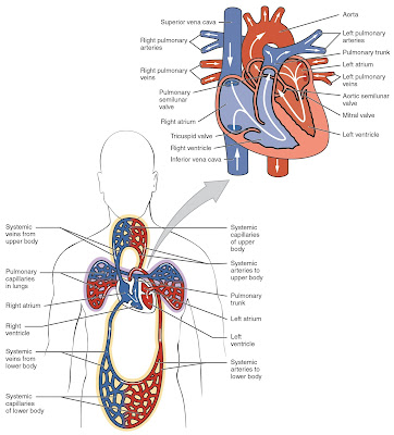 blood circulation through heart