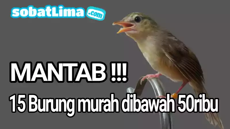 15 burung kicau termurah harga dibawah 50 ribu - Sobat Lima