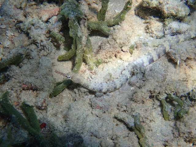 Corythoichthys hamatopterus Corythoichthys hamatopterus