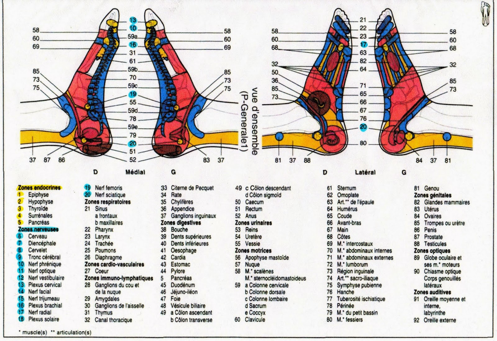 Modèle Original Page De Garde Reflexologie Plantaire Naturopathie Réflexologie plantaire Aix en Provence: Le pied - Planches