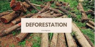 DEFORESTATION: What can be done to make DEFORESTATION a more RENEWABLE process???