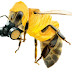 Pesticidas neonicotinóides presentes no mel do mundo inteiro
