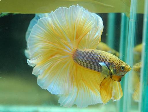 5 Jenis Ikan Cupang Hias Termahal Di Dunia Nuisonk