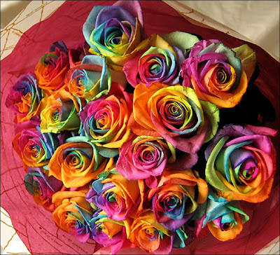 Rainbow Roses 12