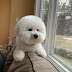 14 Reasons Bichon Frises Are The Worst Indoor Dog Breed Of All Time