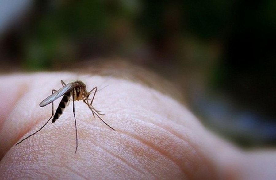 Παραμένουν 11 τα κρούσματα του ιού του Δυτικού Νείλου στην Ξάνθη