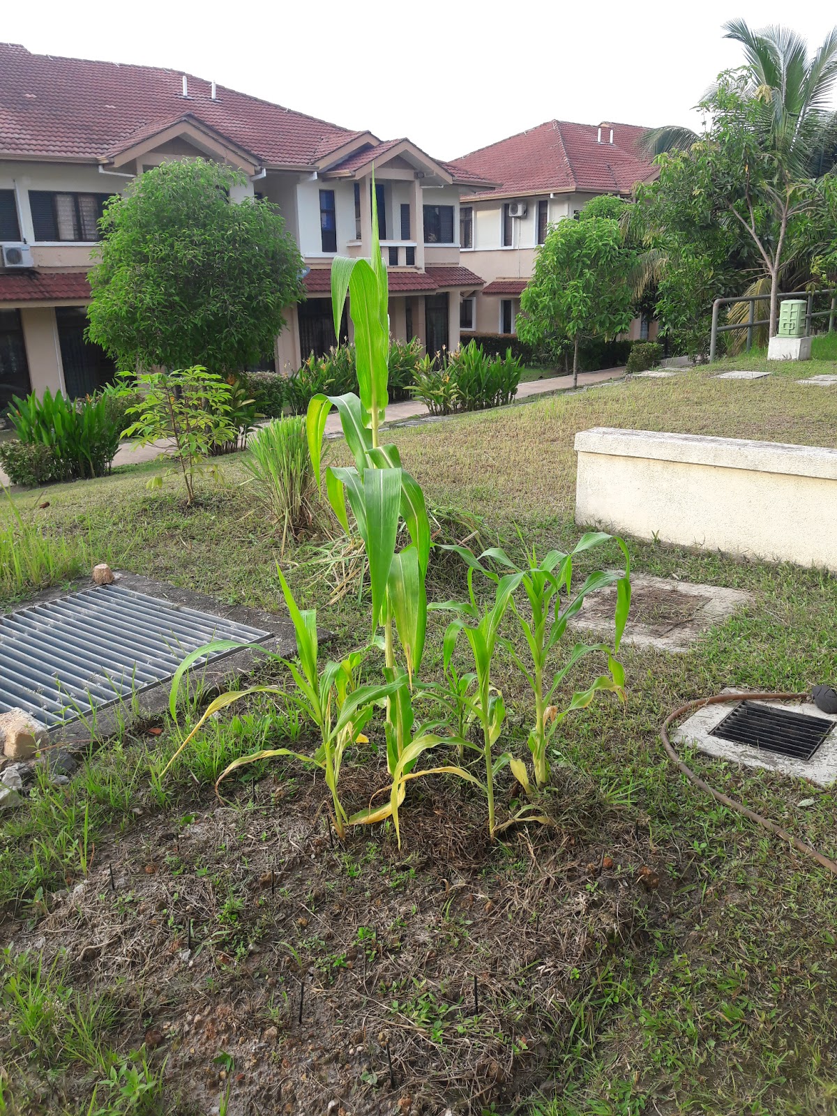 kebun sejemput&hellip;: Jagung Berbunga Jantan dan Berketiak - Minggu 10