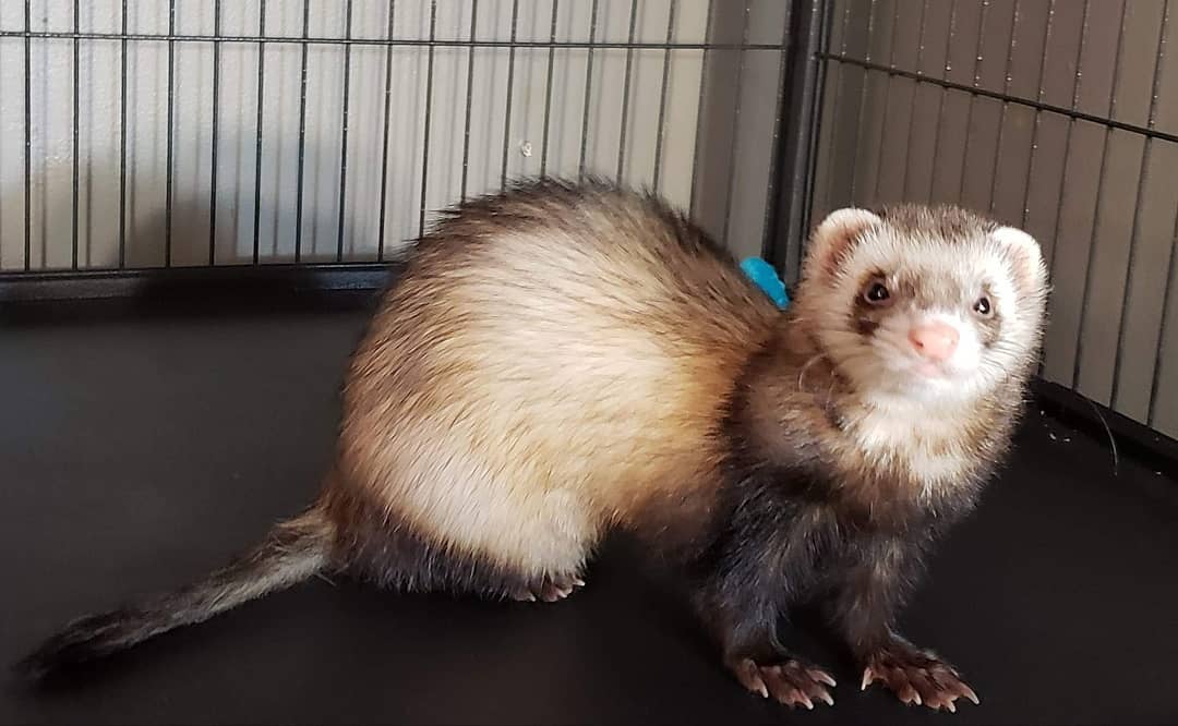 Ferret Forest How To Clean Your Ferret Cage
