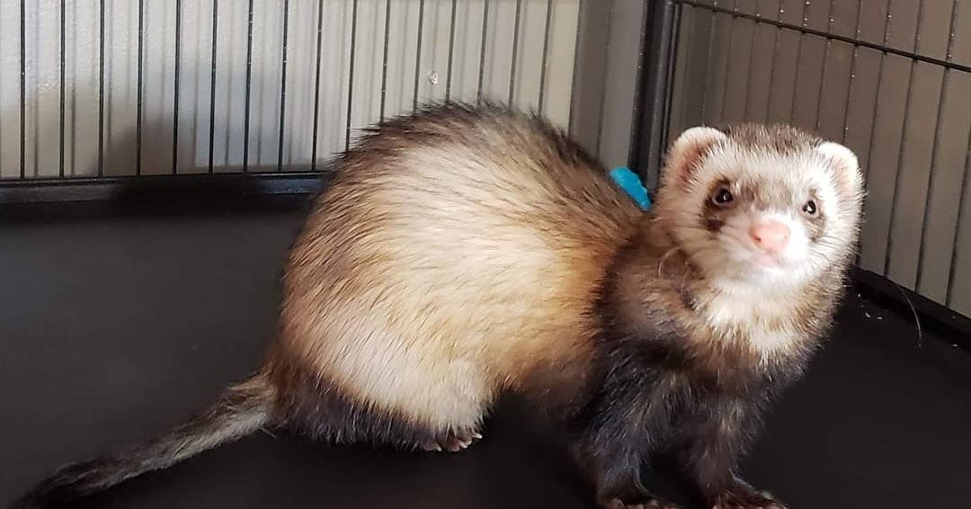 Ferret Forest How To Clean Your Ferret Cage