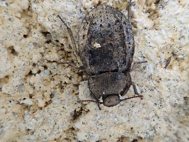 Asida longicollis Asida longicollis