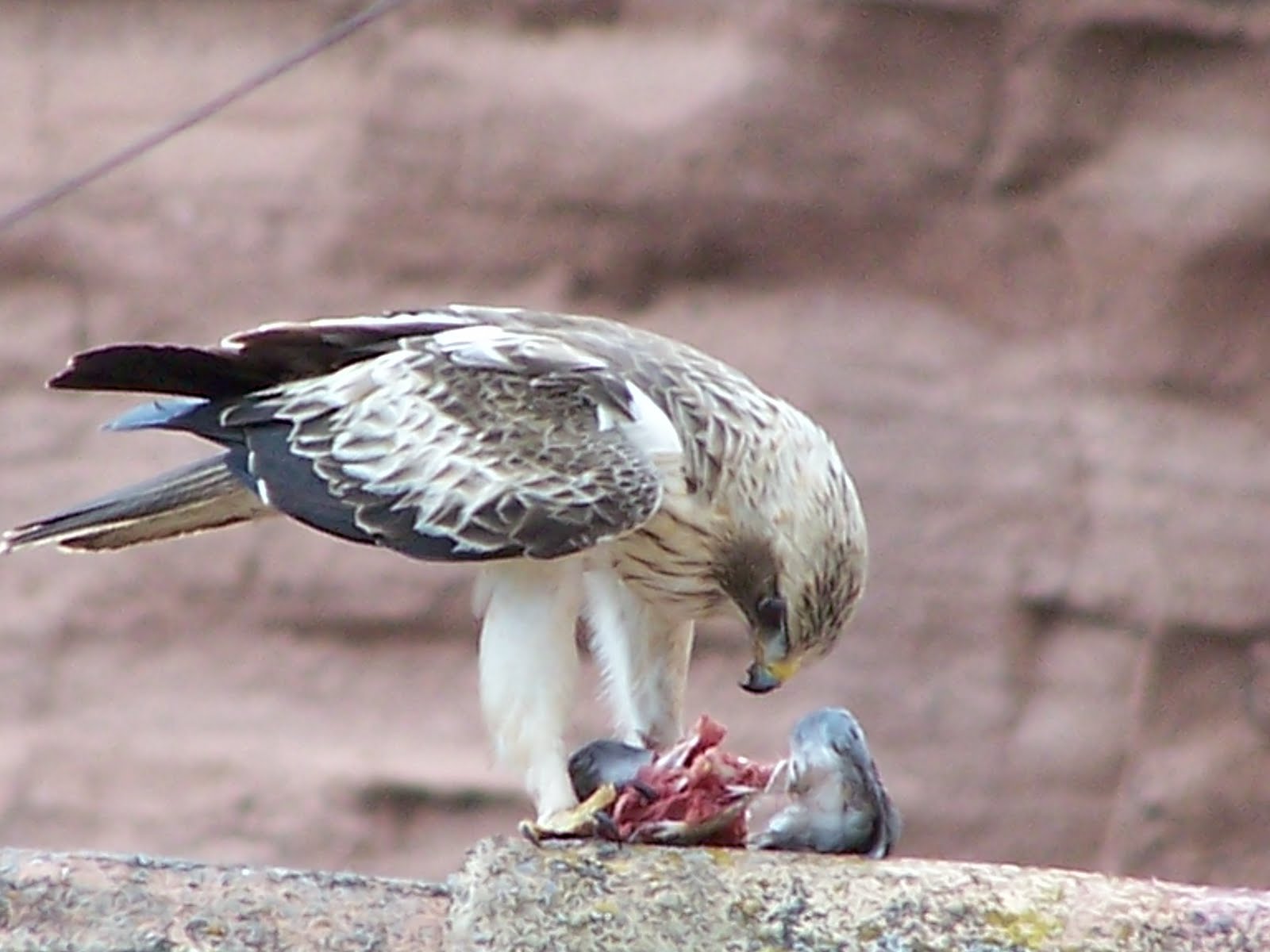 el águila devora... (fragmento del tercer