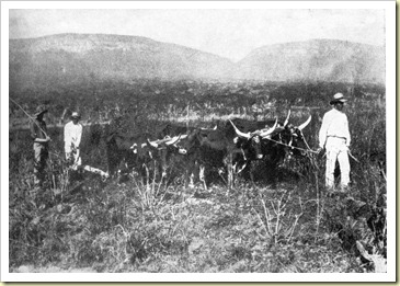 TRABALHOS AGRICOLAS LUBANGO XIX