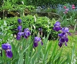 Iris germanica