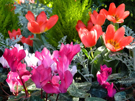 Red tulips Fleur En Vogue Purple cyclamen  Allan Gardens Conservatory 2015 Spring Flower Show by garden muses-not another Toronto gardening blog