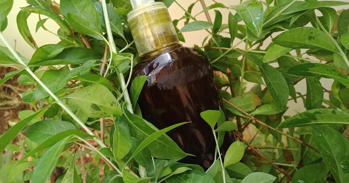 How to make homemade hair oil MomInnovators