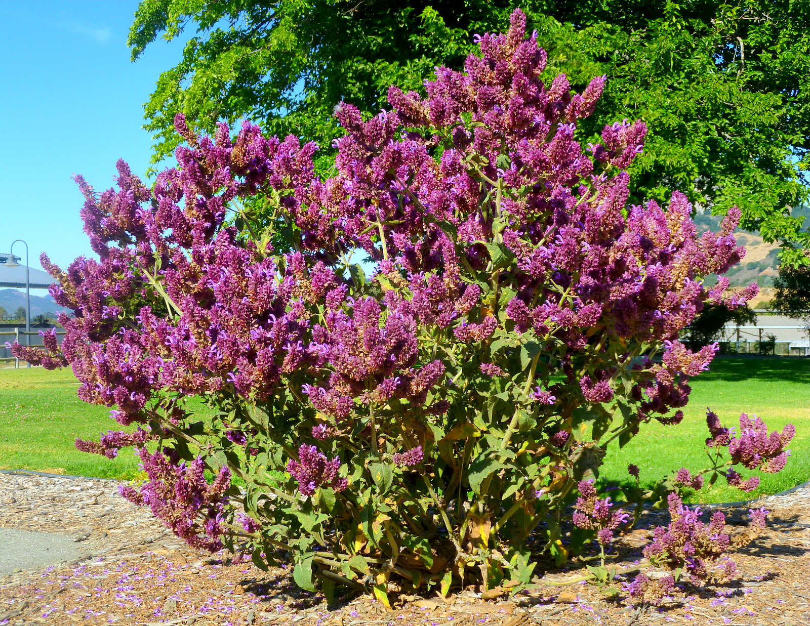 Canary island sage plant