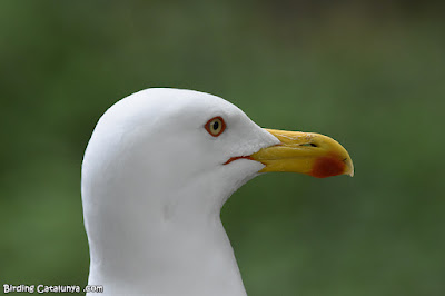 Gavià argentat (Larus michahellis)