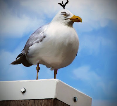 Angry Birds en imagen real
