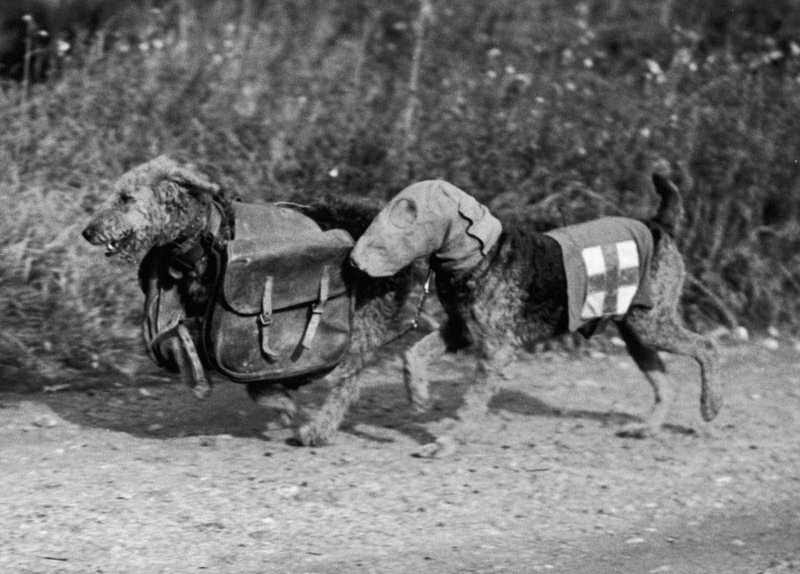Two Airedale terriers in training at Lt. Colonel E. H. Richardson's camp in Surrey. 1939.