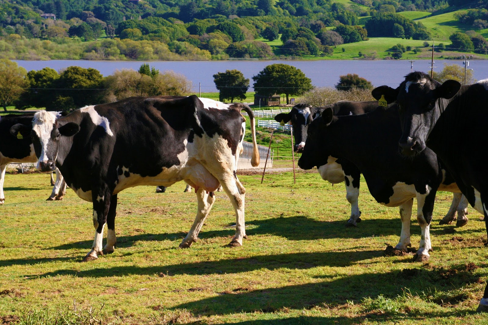 The Wife of a Dairyman Churned in Cali Meet the Dry Cows