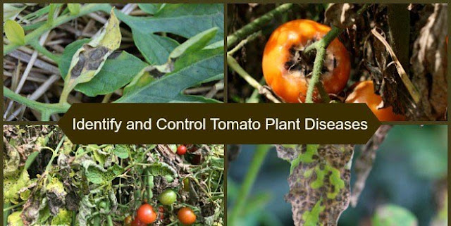 tomato diseases