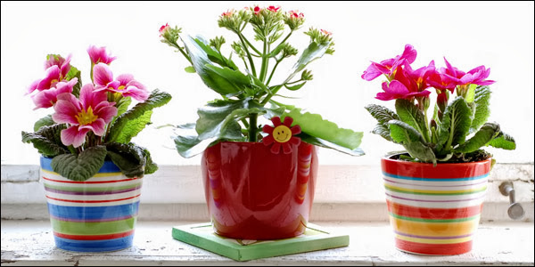 Πώς φροντίζουμε τα τροπικά φυτά μας τον Οκτώβριο