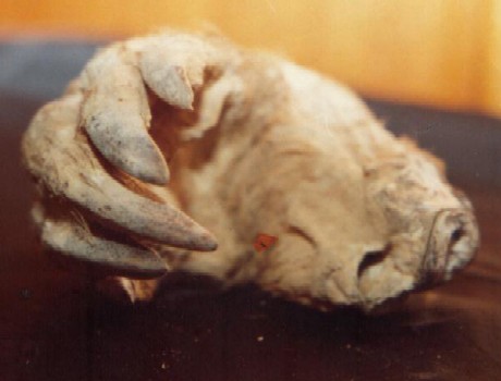 Penemuan Tangan Misterius di Queensland, Para Ilmuwan Kebingungan Penemuan Tangan Misterius di Queensland, Para Ilmuwan Kebingungan