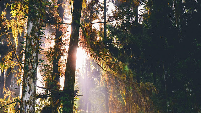 Wallpaper forest, trees, sunlight