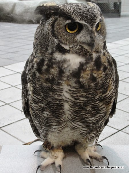 live owl at Lindsay Wildlife Museum in Walnut Creek, California live owl at Lindsay Wildlife Museum in Walnut Creek, California
