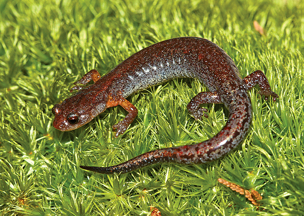 How do Lungless salamanders breathe? How long do they live?