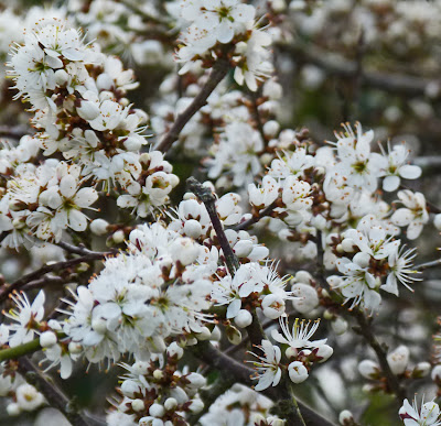 Around Perranuthnoe : March 2011