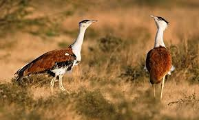 https://www.rajasthangkbygp.com/2019/04/rajasthan-abhyaran.html https://www.rajasthangkbygp.com/2019/04/rajasthan-abhyaran.html