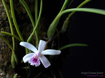 Orquídea Laelia lundii