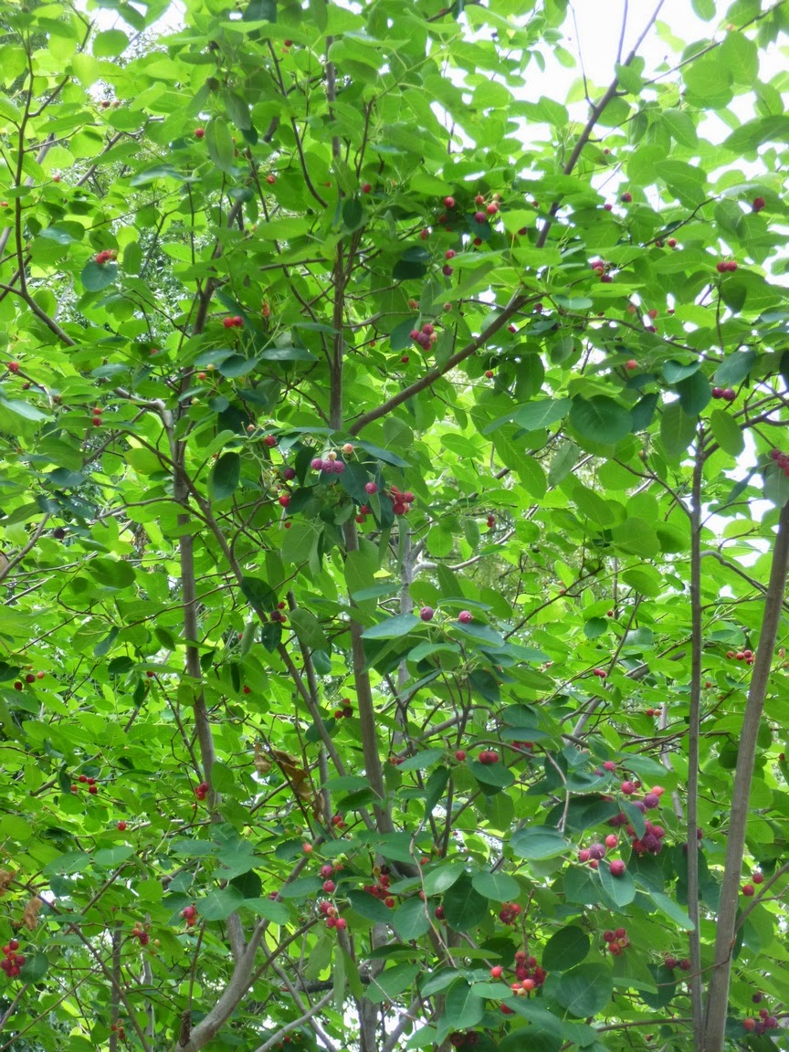 Serviceberries (Amelanchier x grandiflora "Autumn Brilliance")