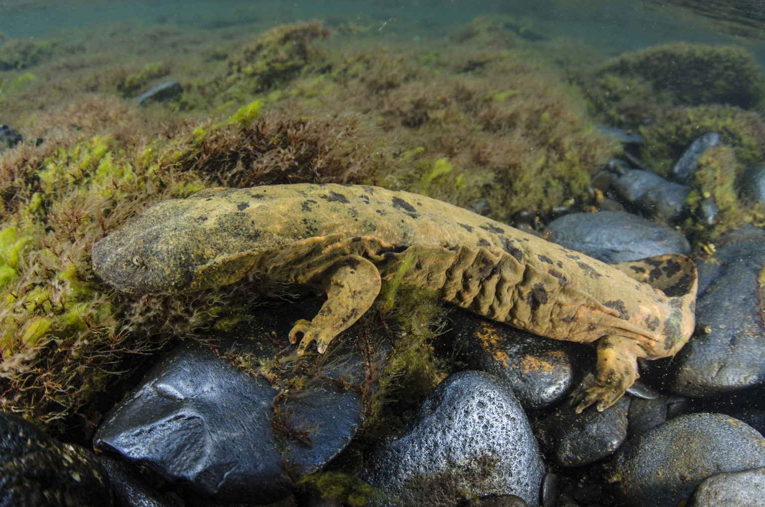 Hellbender salamander facts, giant salamanders species