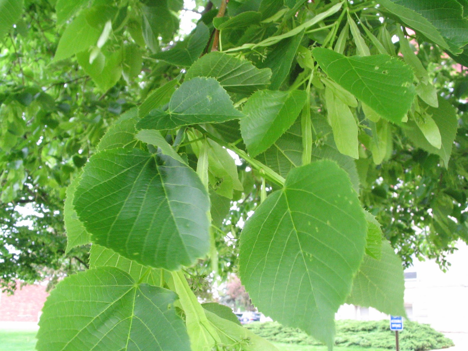 Trees of Red Oak, Iowa Basswood