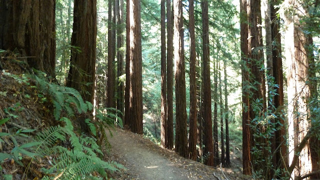 Redwood Regional Park