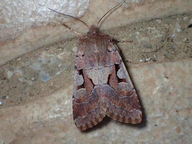 Orthosia gothica Orthosia gothica