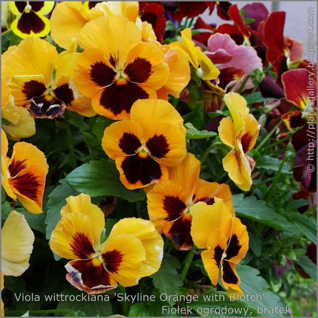  Viola wittrockiana 'Skyline Orange with Blotch' - Fiołek ogrodowy, bratek