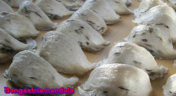 daftar harga sarang burung