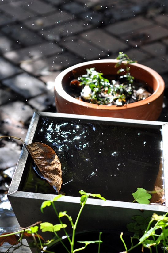 Lumina si picatura ( sau despre frumusete in stare pura )