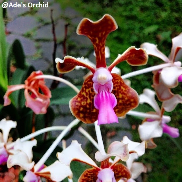 Ade's Orchid: Vanda limbata var. Flores