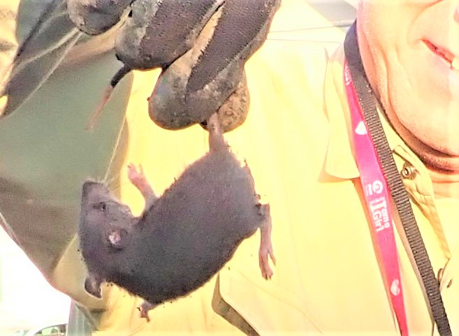 つくし野ビオトーププロジェクト イモと チーズと そしてネズミ